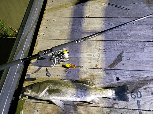 シーバスの釣果