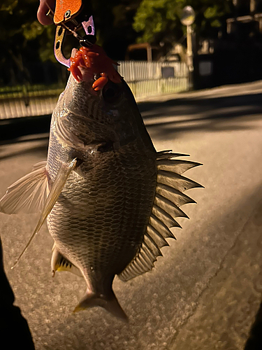 キビレの釣果