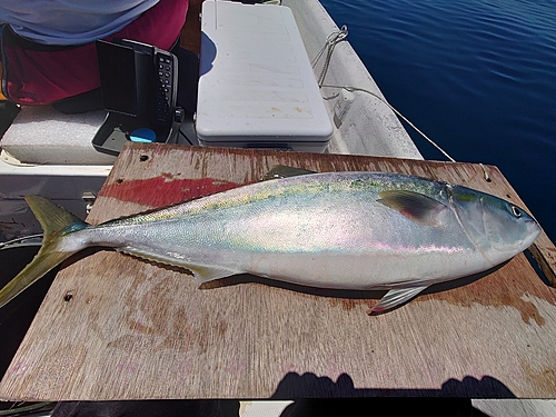 ワラサの釣果