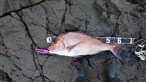 マダイの釣果