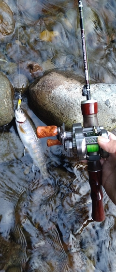 イワナの釣果