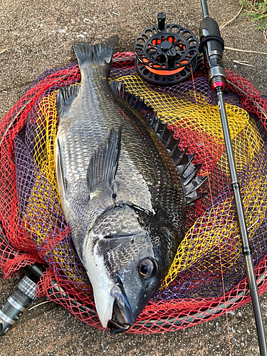 クロダイの釣果