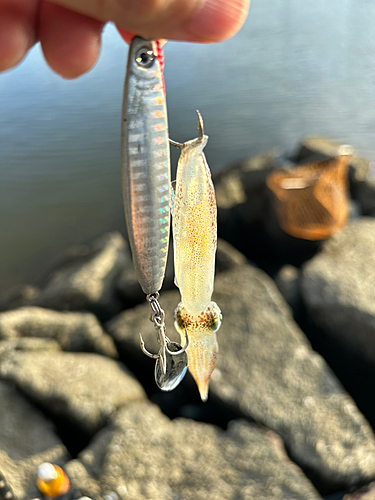 ベイカの釣果