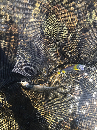 アユの釣果