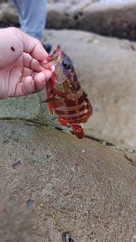 アカハタの釣果