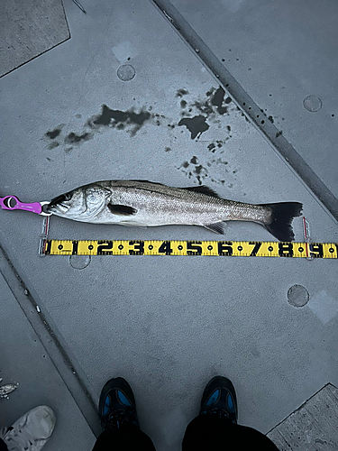 シーバスの釣果