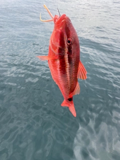 ウミヒゴイの釣果