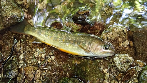 ニッコウイワナの釣果