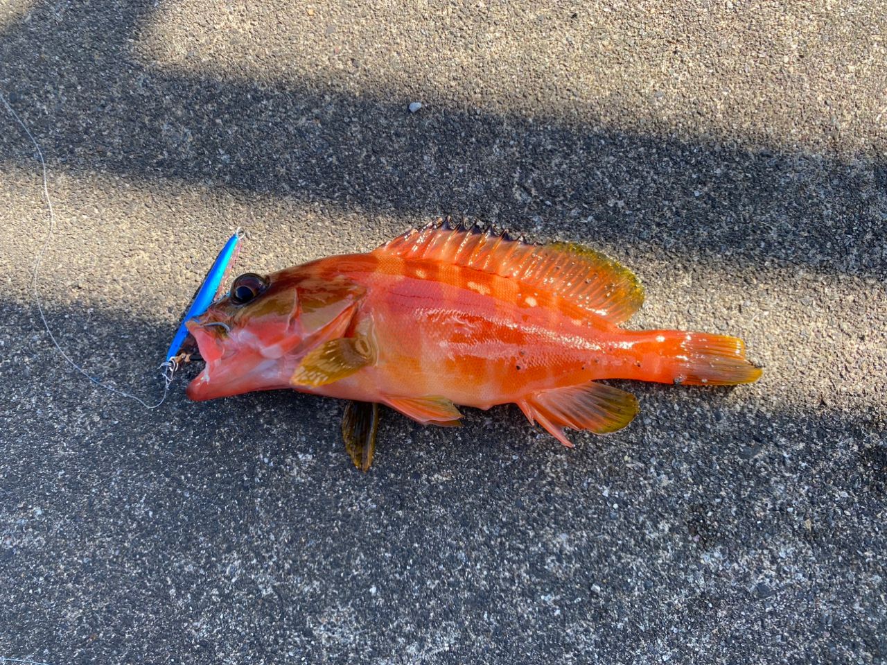 アカハタ