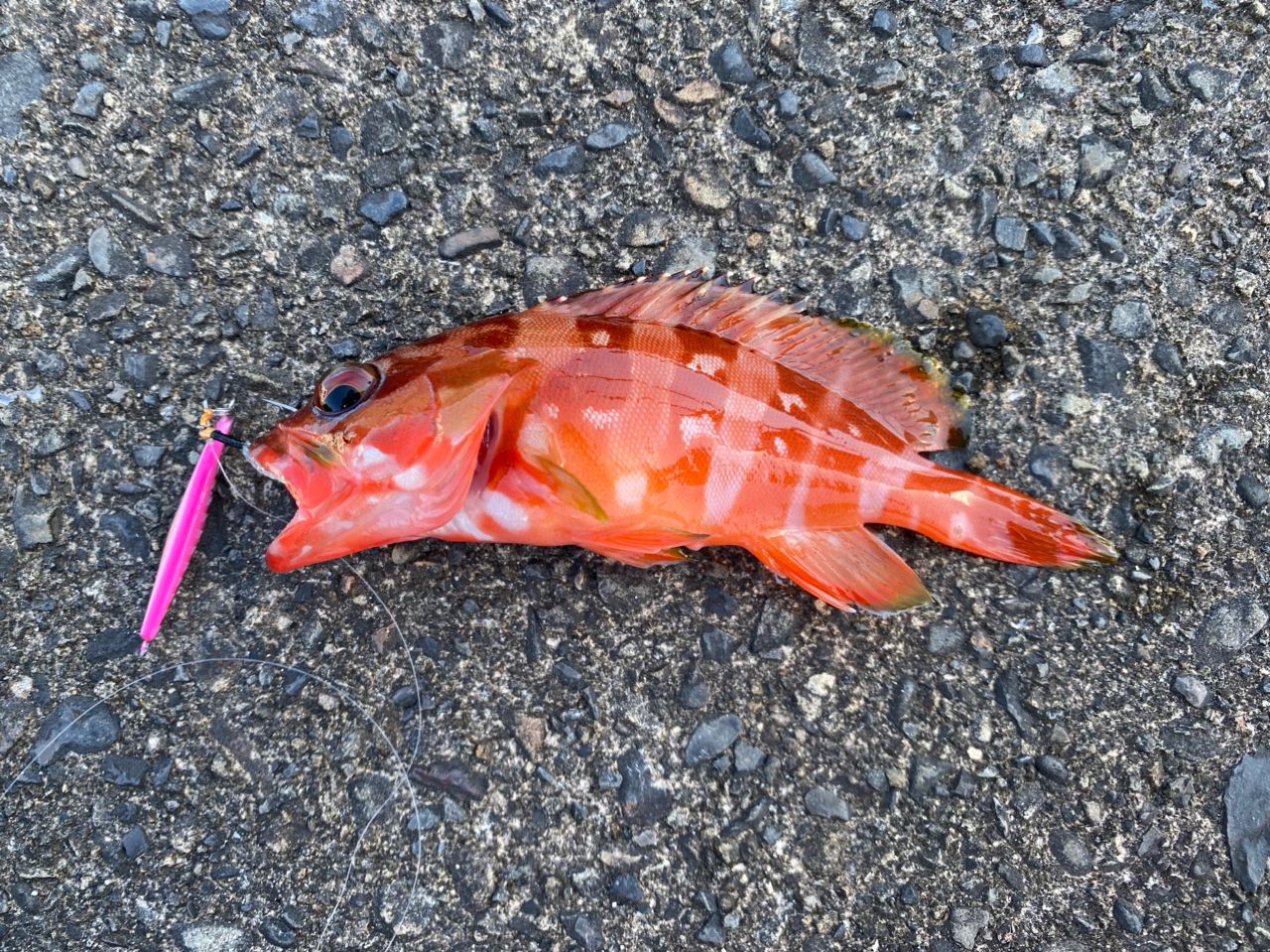 アカハタ