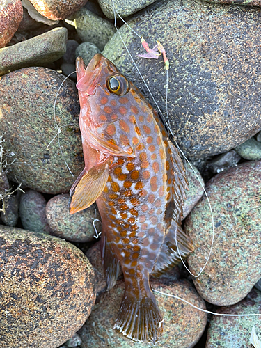 キジハタの釣果