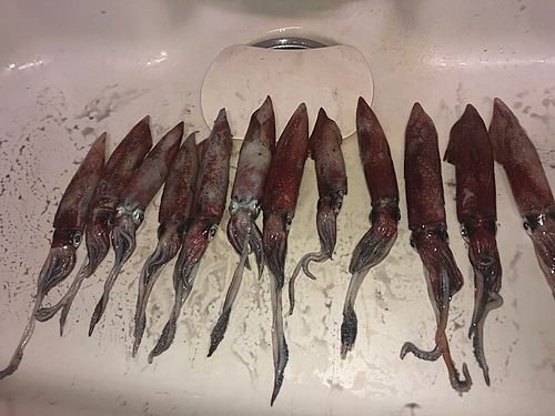 ケンサキイカの釣果