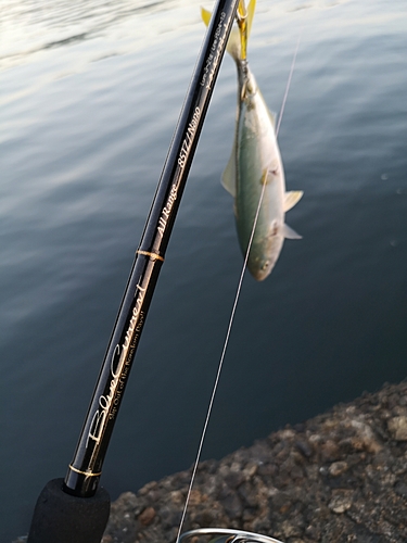 ツバスの釣果