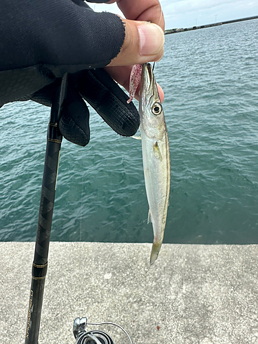 カマスの釣果