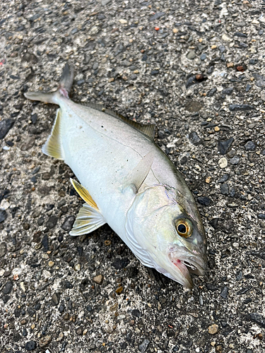 ショゴの釣果