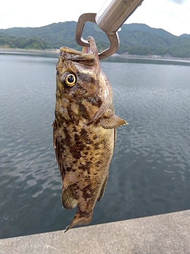 クロソイの釣果