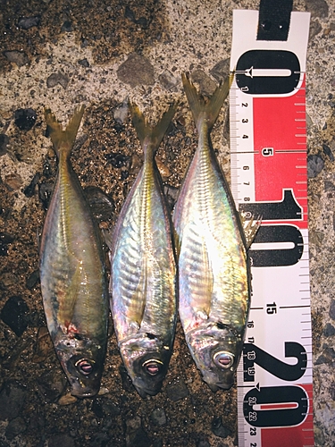 アジの釣果