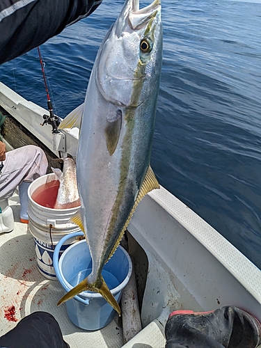 ハマチの釣果