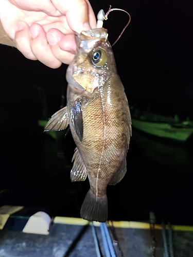 メバルの釣果