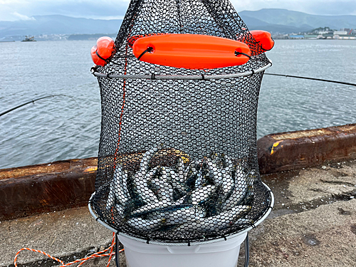 マイワシの釣果