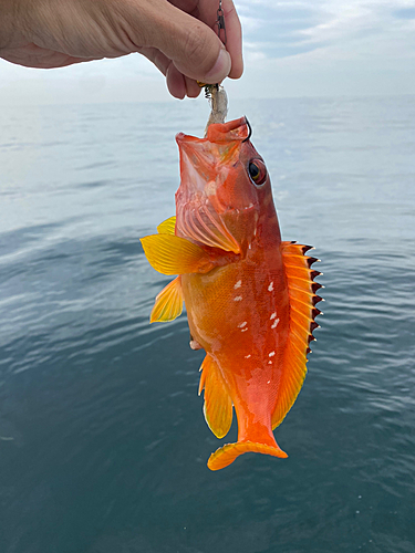 アカハタの釣果