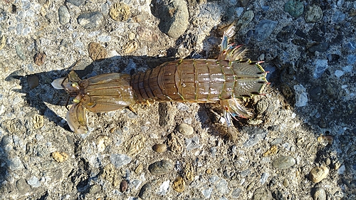 シャコの釣果