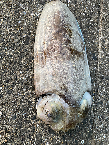 モンゴウイカの釣果