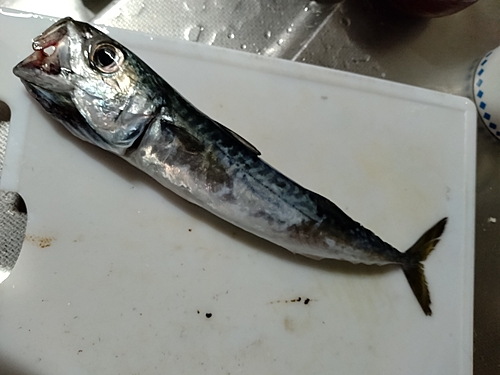 サバの釣果