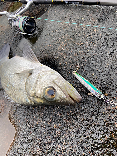 ヒラスズキの釣果