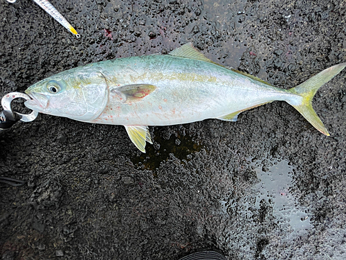 イナダの釣果