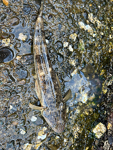 マゴチの釣果