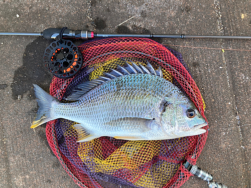 キビレの釣果