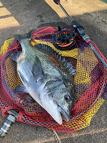 クロダイの釣果