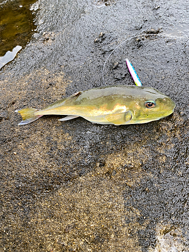 シロサバフグの釣果