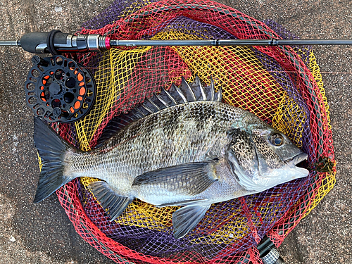 クロダイの釣果