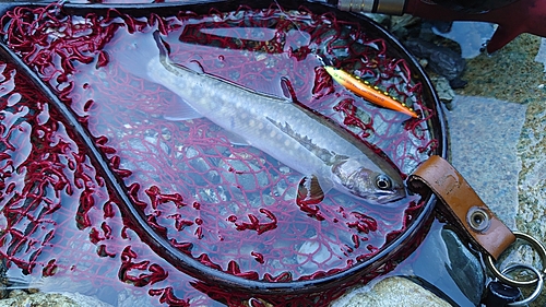 イワナの釣果