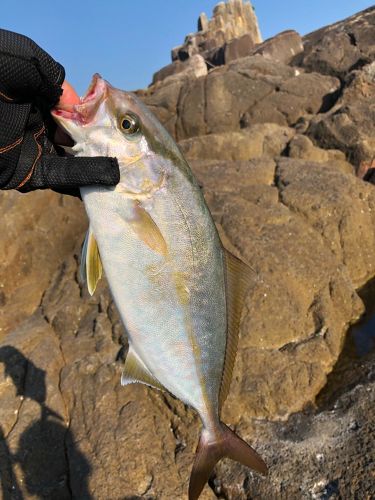 シオの釣果