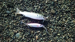 ボラの釣果