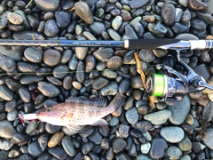 オオモンハタの釣果