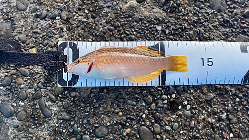 アカササノハベラの釣果