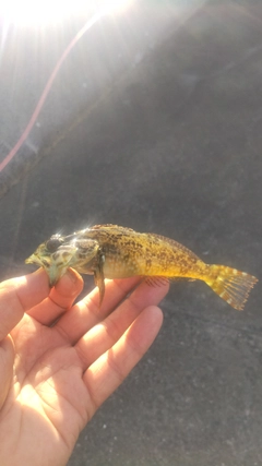 ハゼの釣果