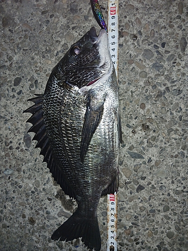 クロダイの釣果