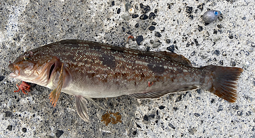 アイナメの釣果