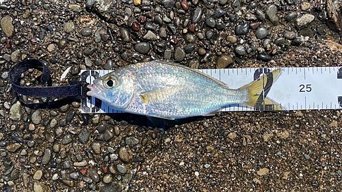 クロサギの釣果