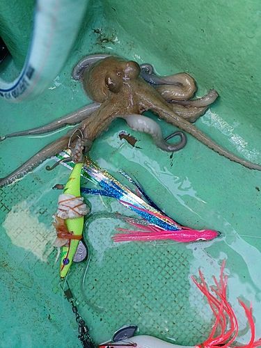 タコの釣果