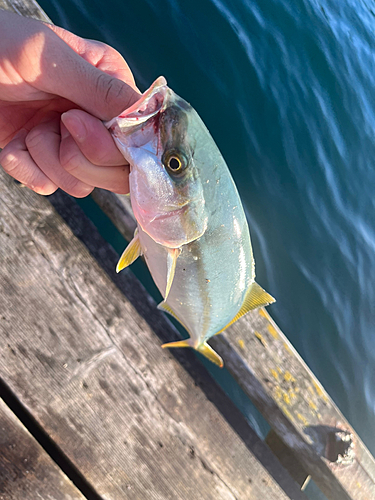 ワカシの釣果