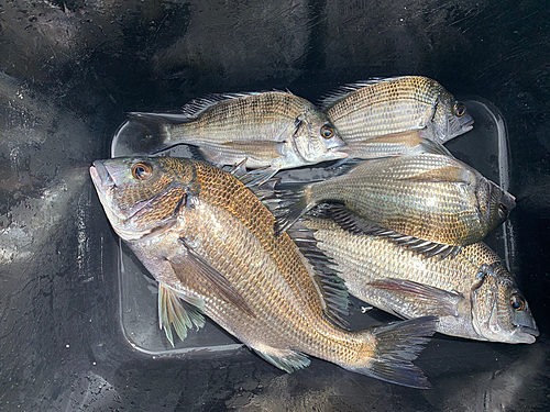 チヌの釣果