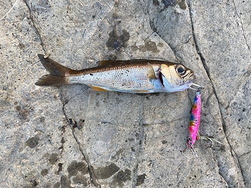 ムツの釣果