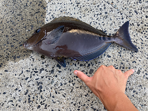 サンノジの釣果