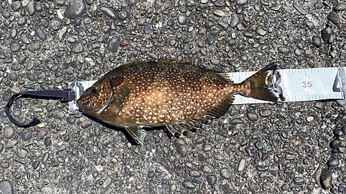 アイゴの釣果